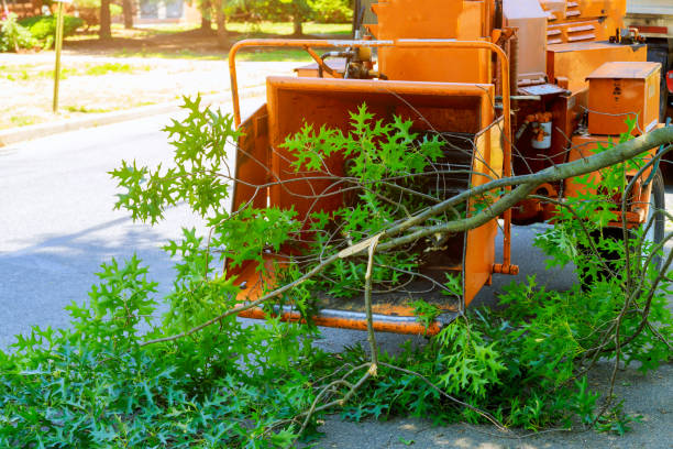 Grass Overseeding in Deer Park, TX