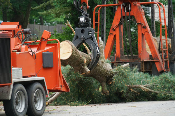 Professional Tree Removal in Deer Park, TX