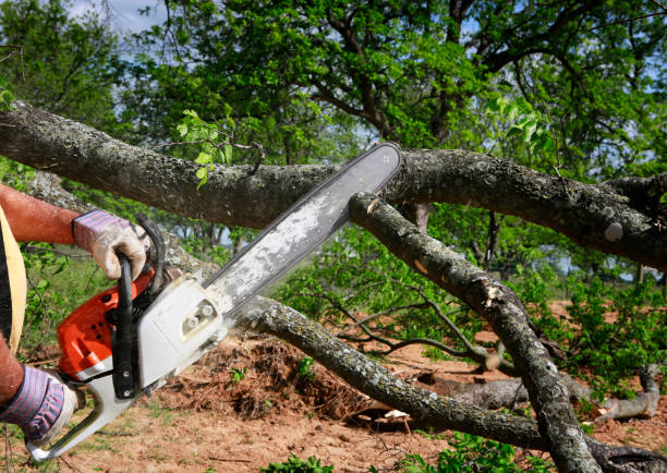 Best Tree Mulching  in Deer Park, TX